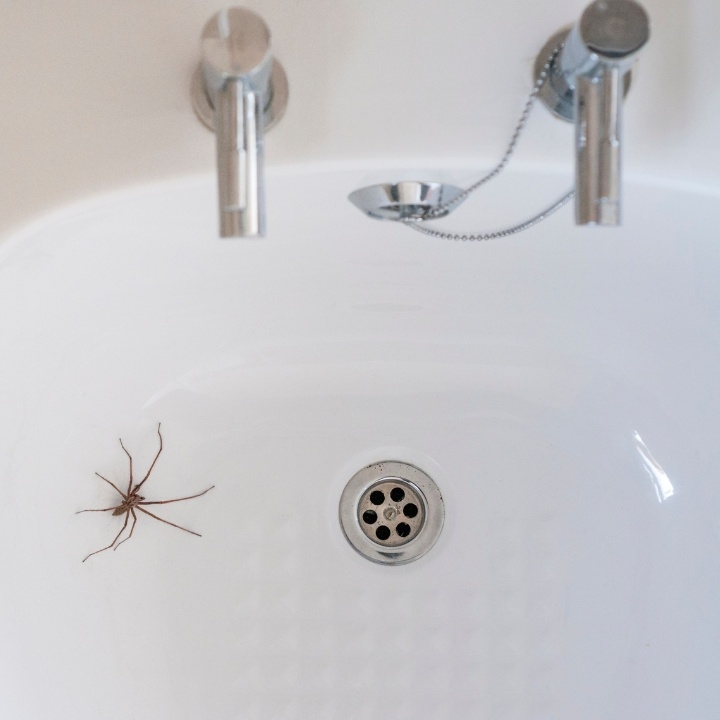 image of a spider in a bath with chrome taps and waste